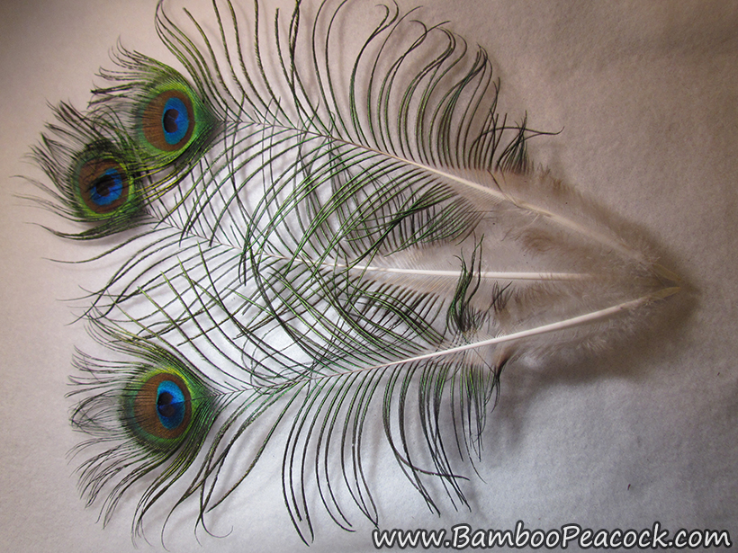 Medium eye feathers